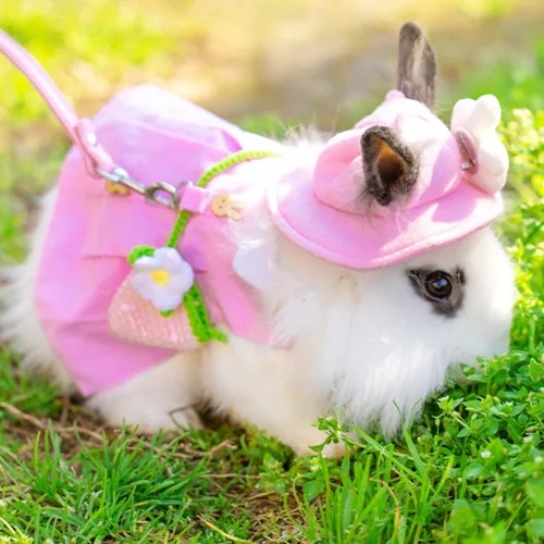Cute rabbit pet vest accessories chest harness leash, skirt clothes