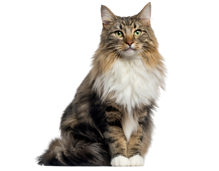 Cat (8)